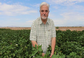 Red River Farms - Blythe, CA Entomologist Dr. Vonny M. Barlow of UCANR- Riverside surveying cotton for BSB